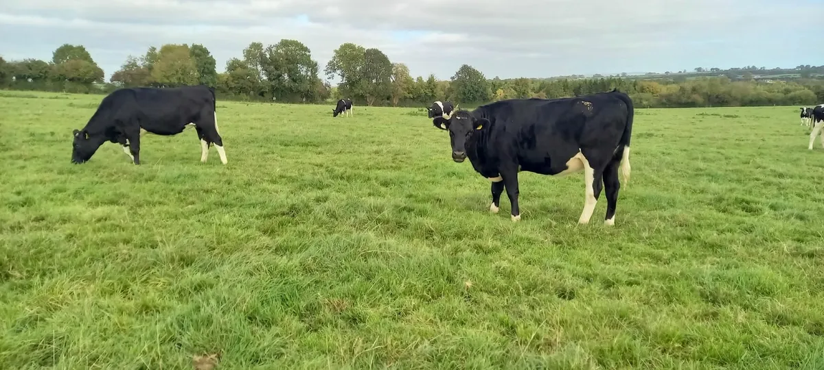 Incalf freisin heifers - Image 3