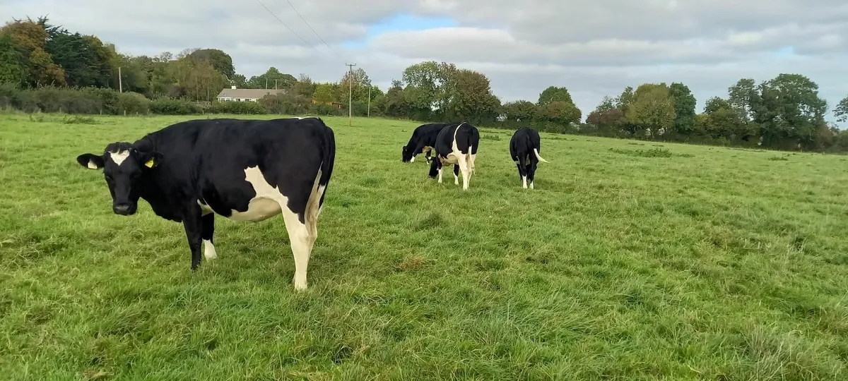 Incalf freisin heifers - Image 4