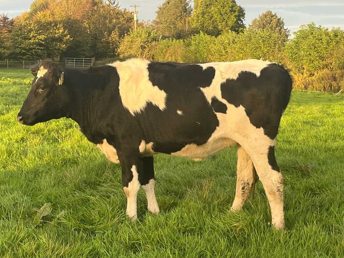Spring calving heifers - Image 1