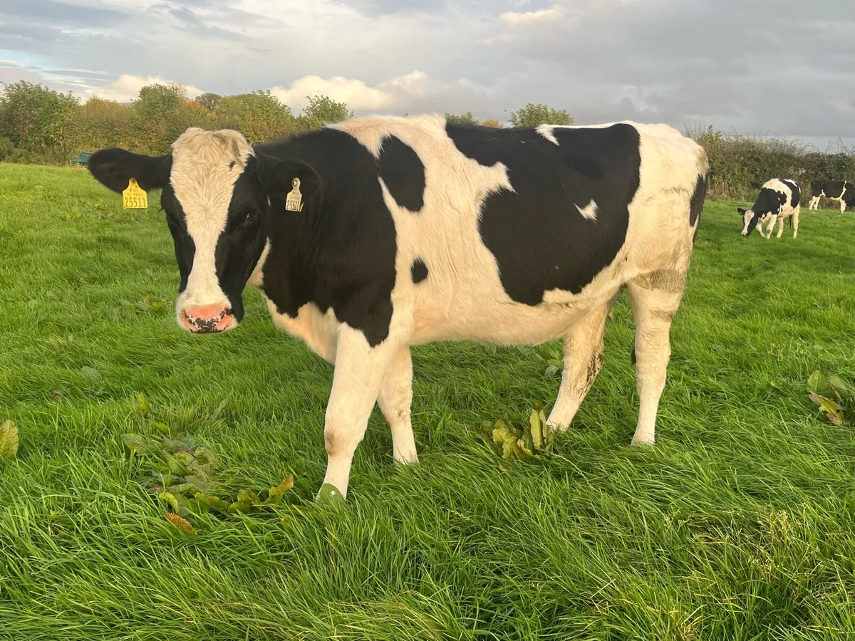 Spring calving heifers - Image 2