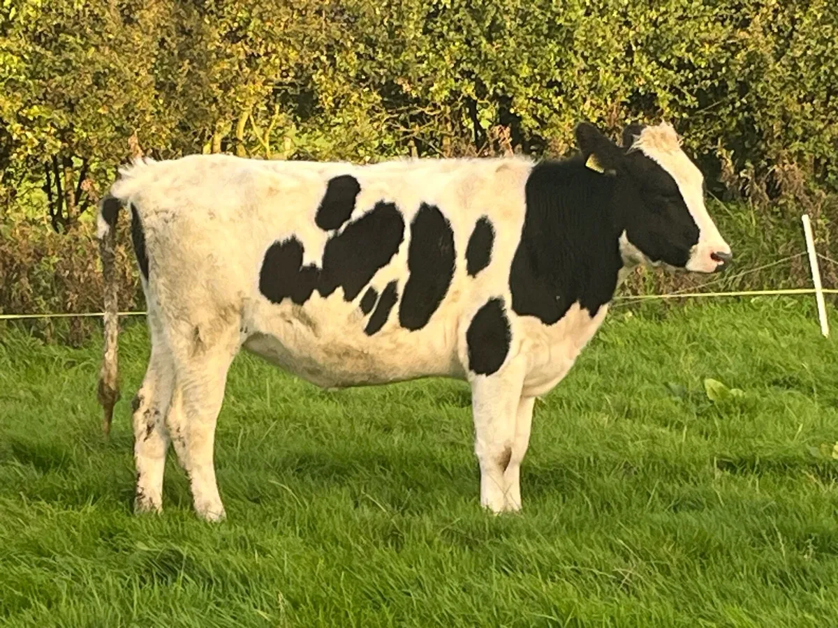 Spring calving heifers - Image 3