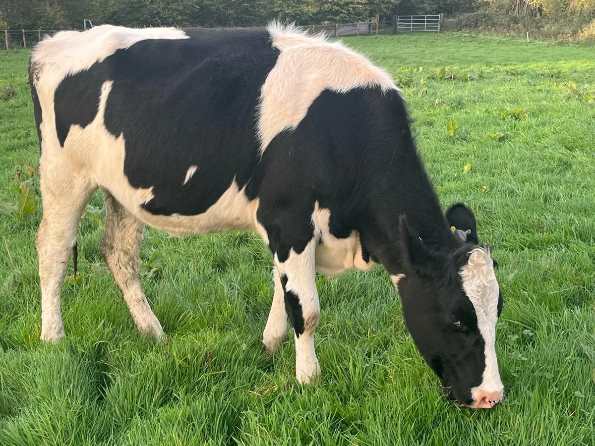 Spring calving heifers - Image 4