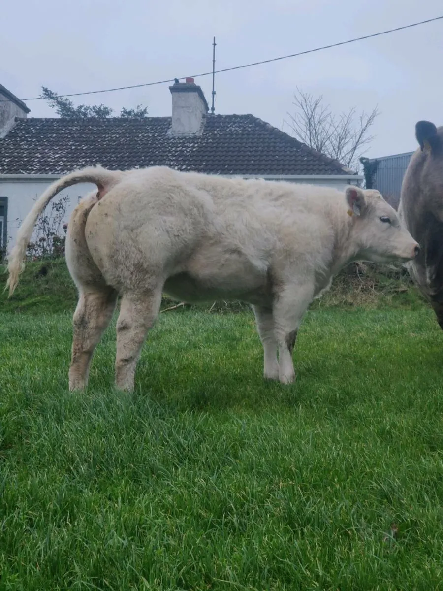 Weanling heifer - Image 1