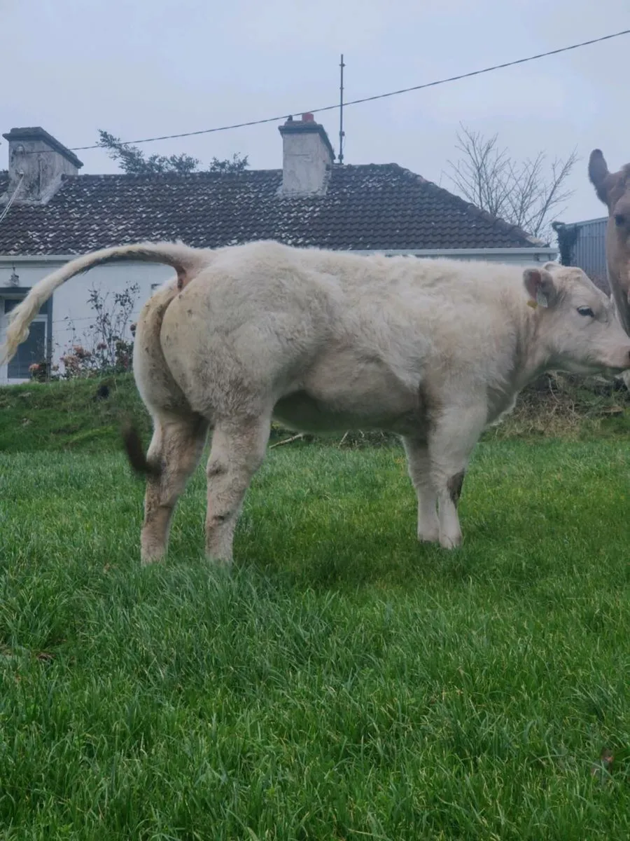 Weanling heifer - Image 2