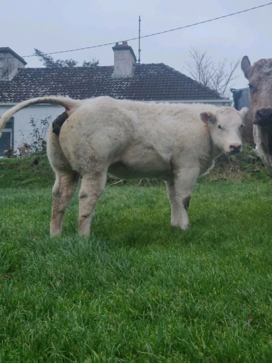 Weanling heifer - Image 3