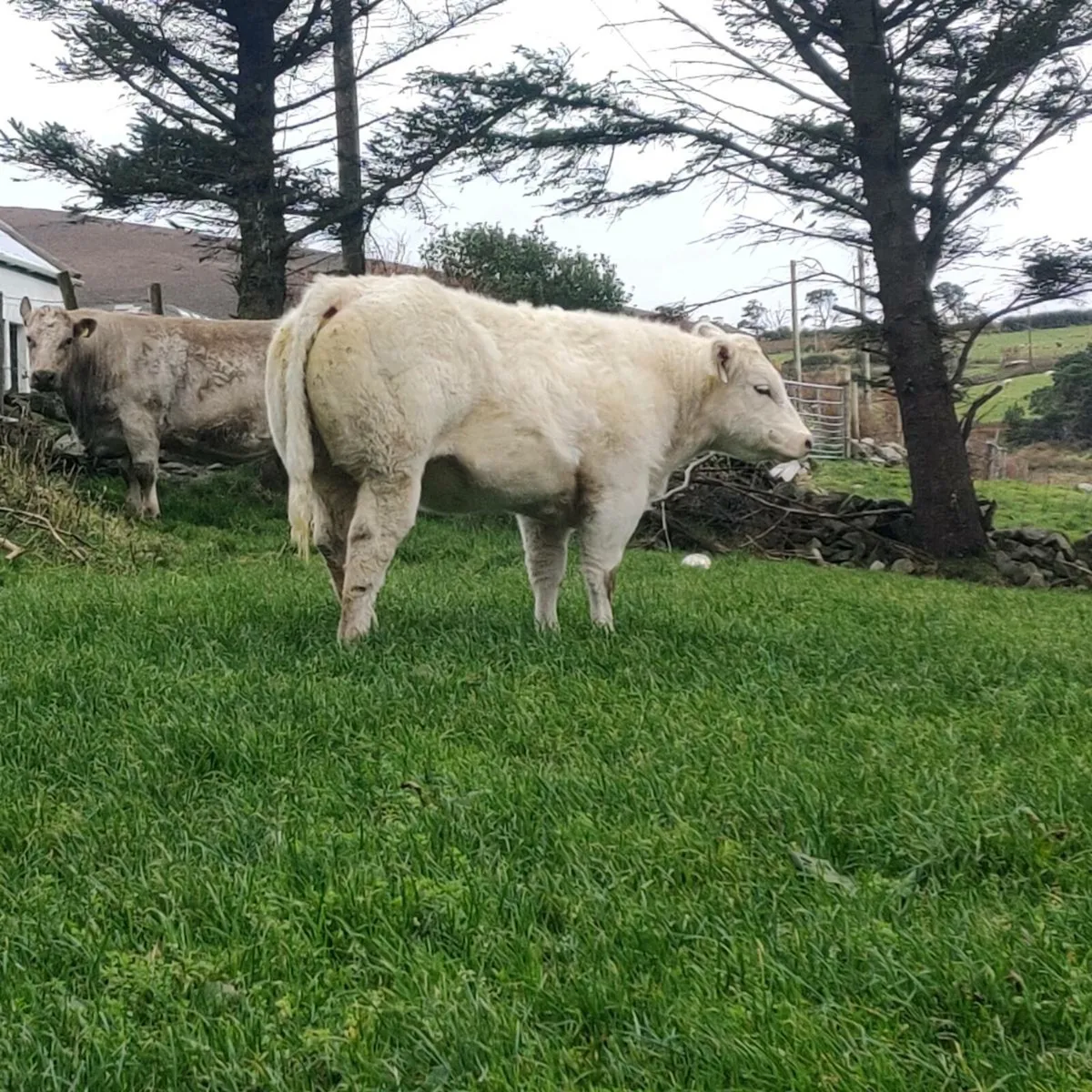 Weanling heifer - Image 4