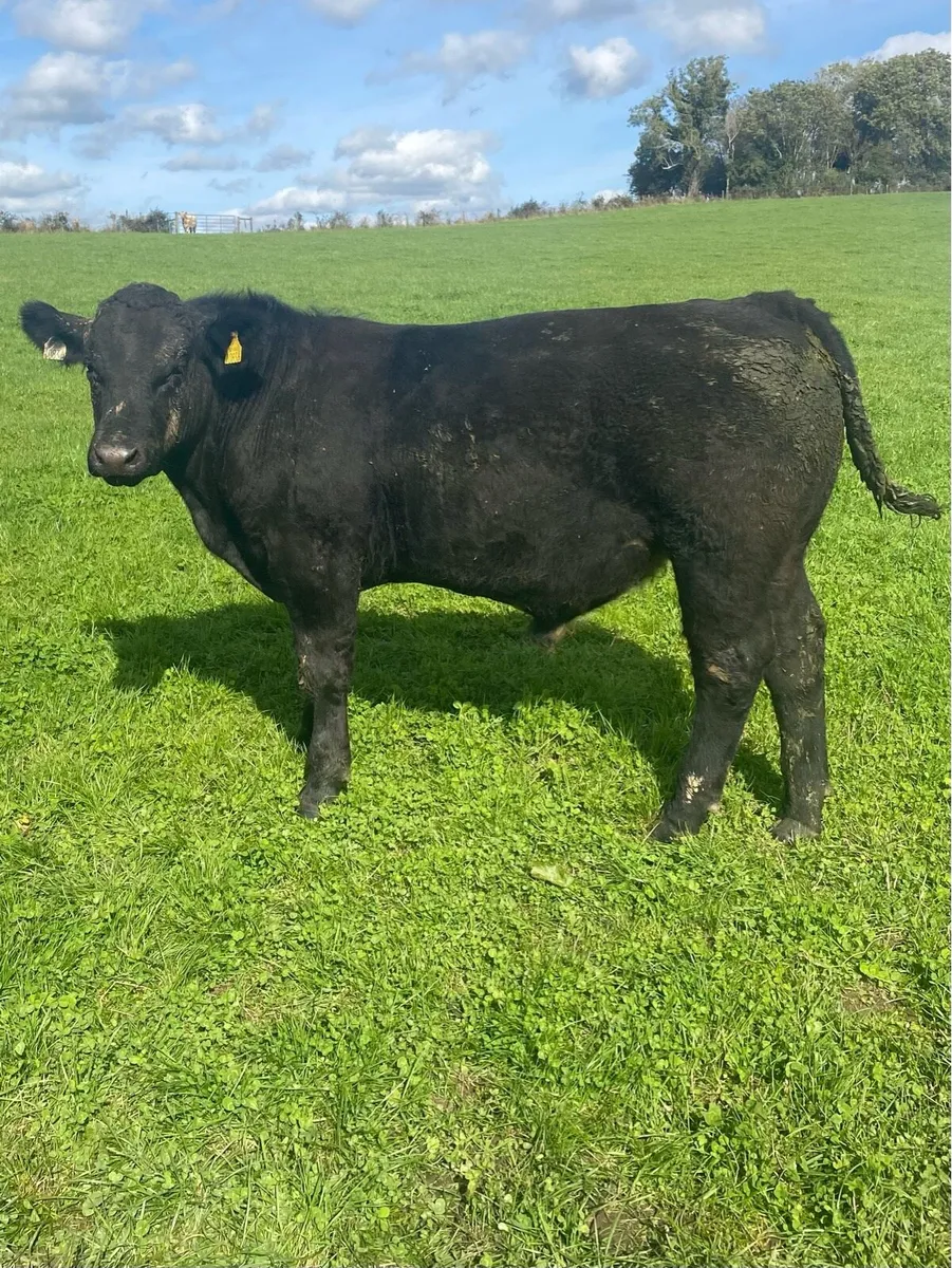 Organic Aax bull - Image 2