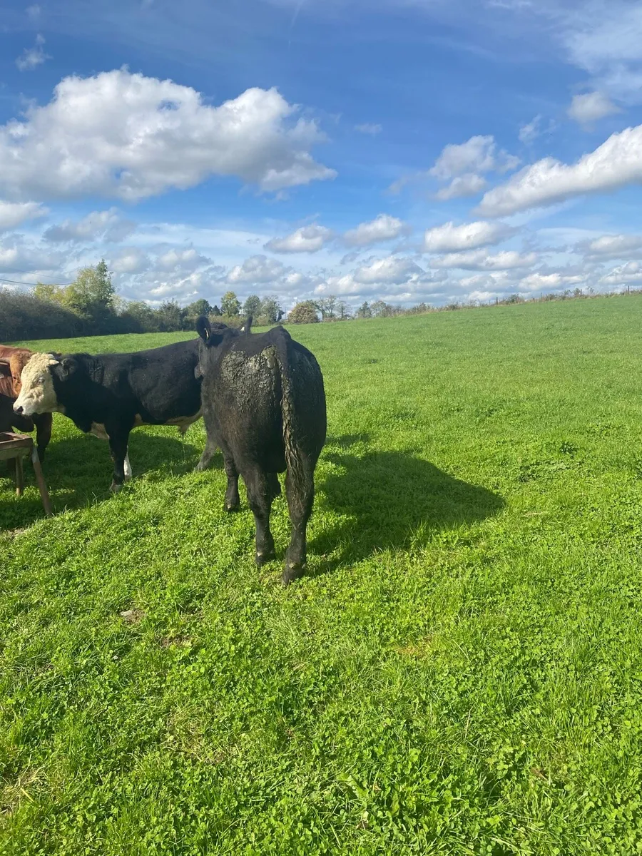 Organic Aax bull - Image 3