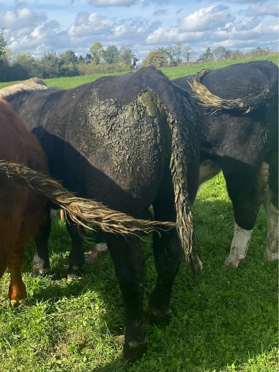 Organic Aax bull - Image 4