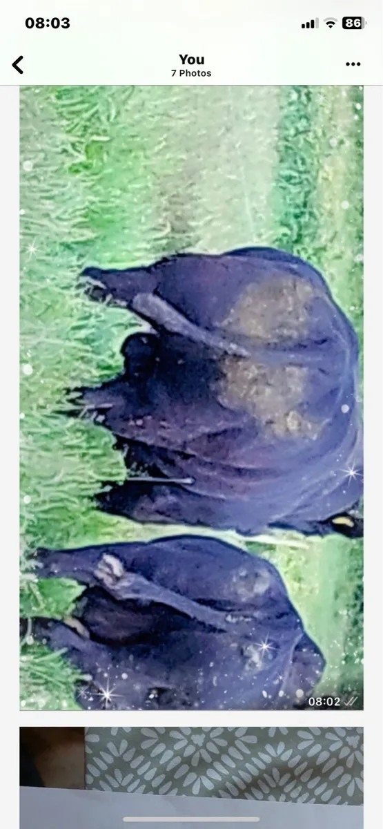 Organic Aax bull - Image 1