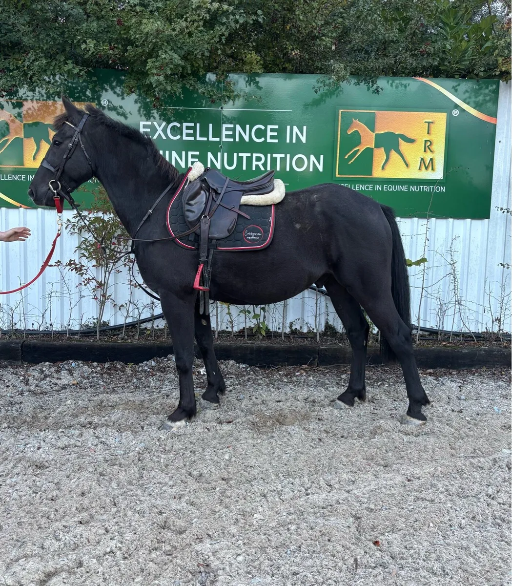15.1 4 year old all rounder/hunter - Image 2