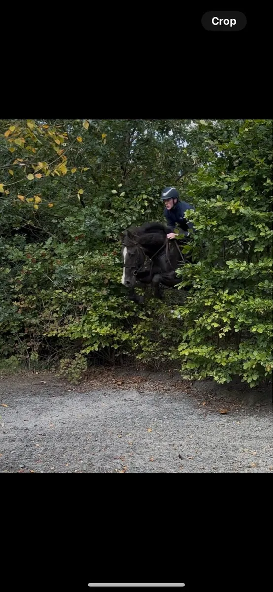 15.1 4 year old all rounder/hunter - Image 3