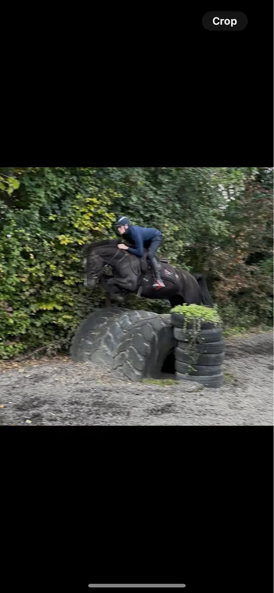 15.1 4 year old all rounder/hunter - Image 1