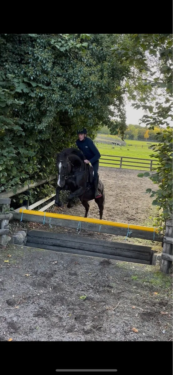 15.1 4 year old all rounder/hunter - Image 4