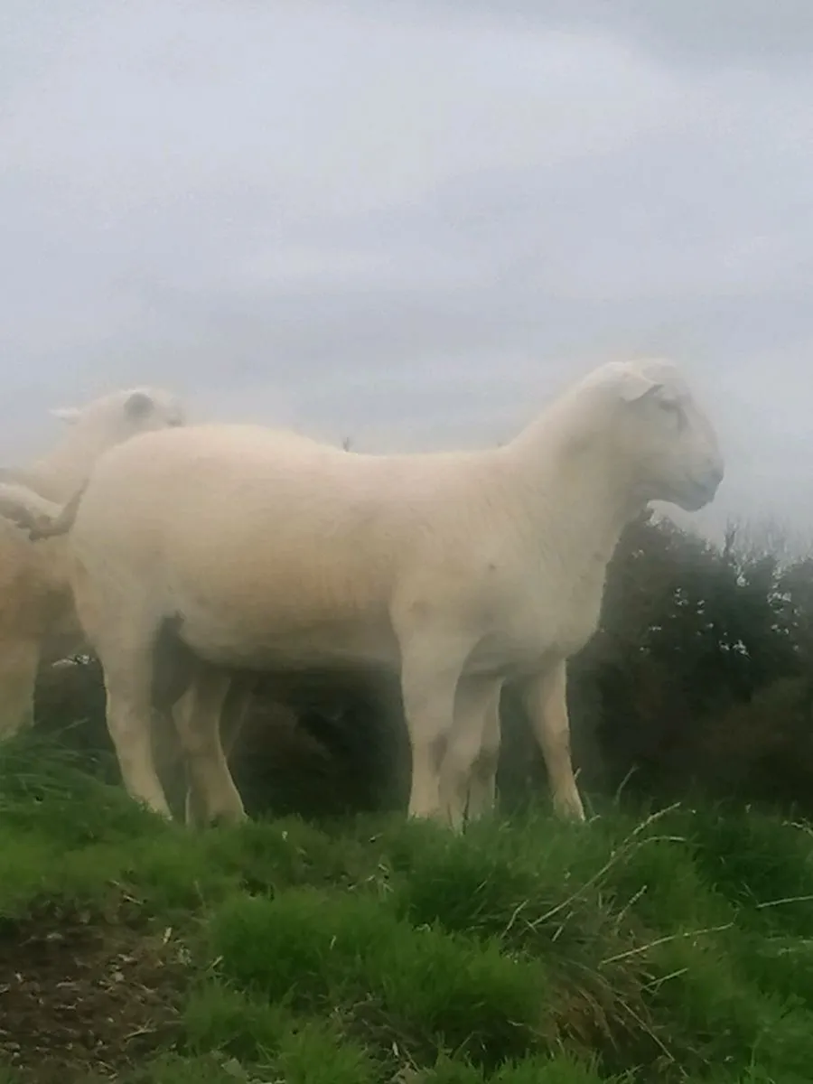 Easycare ram lambs - Image 1