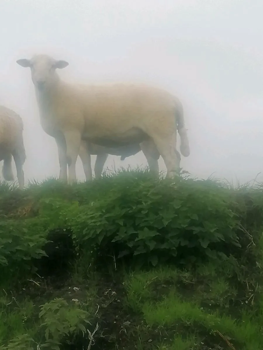 Easycare ram lambs - Image 2