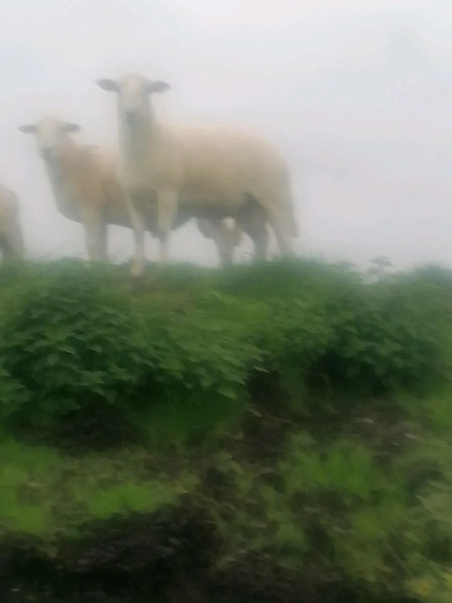 Easycare ram lambs - Image 3
