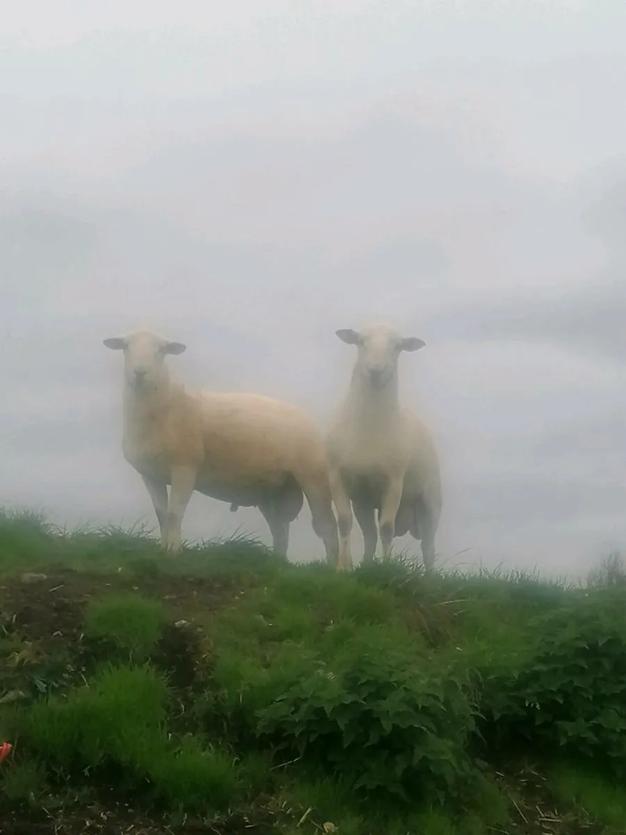 Easycare ram lambs - Image 4