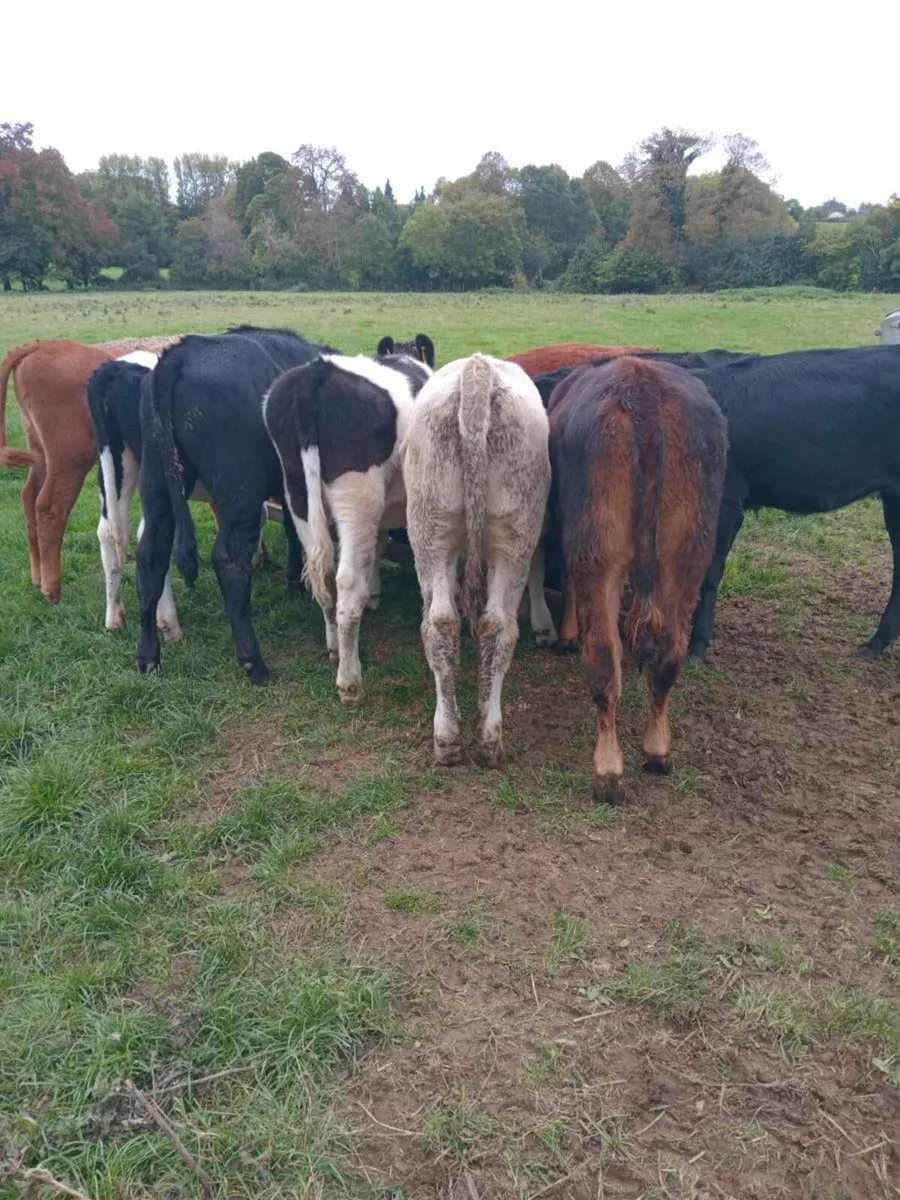 10 weanlings - Image 2