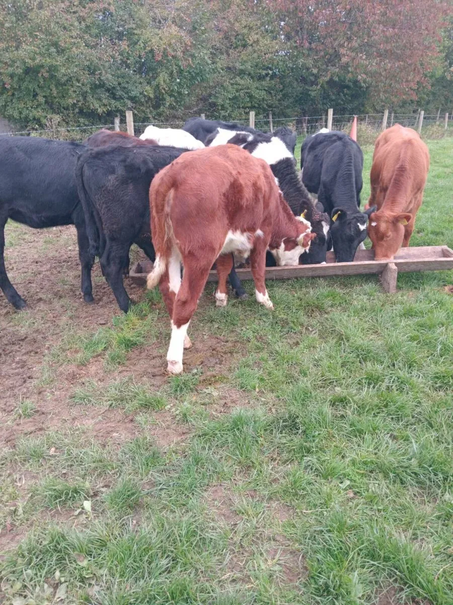 10 weanlings - Image 3