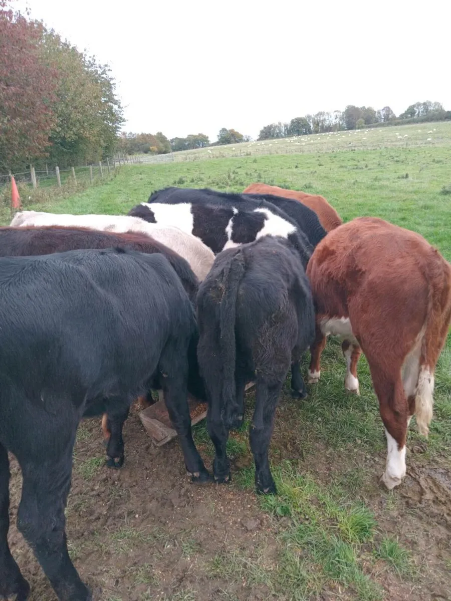 10 weanlings - Image 4