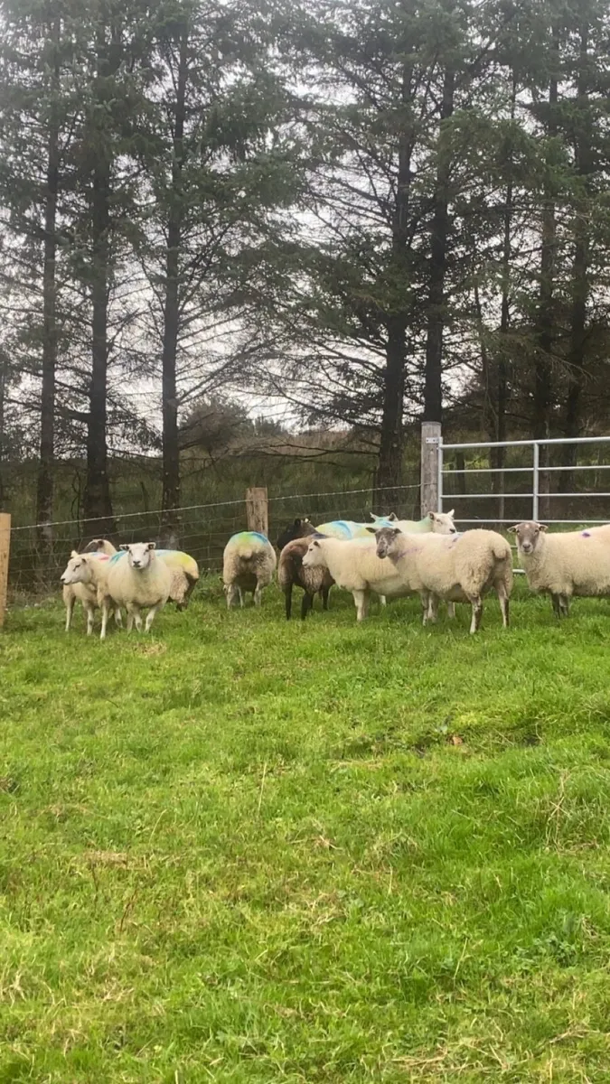 10 ewes Carrying 17 lambs - Image 3