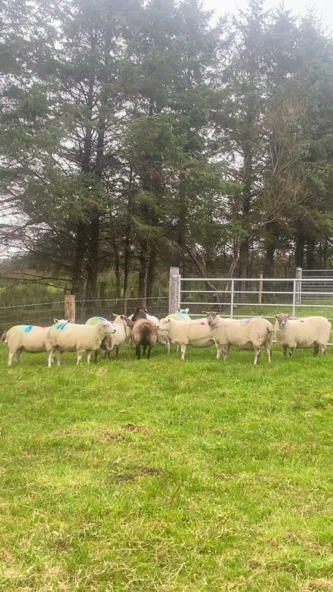 10 ewes Carrying 17 lambs - Image 1