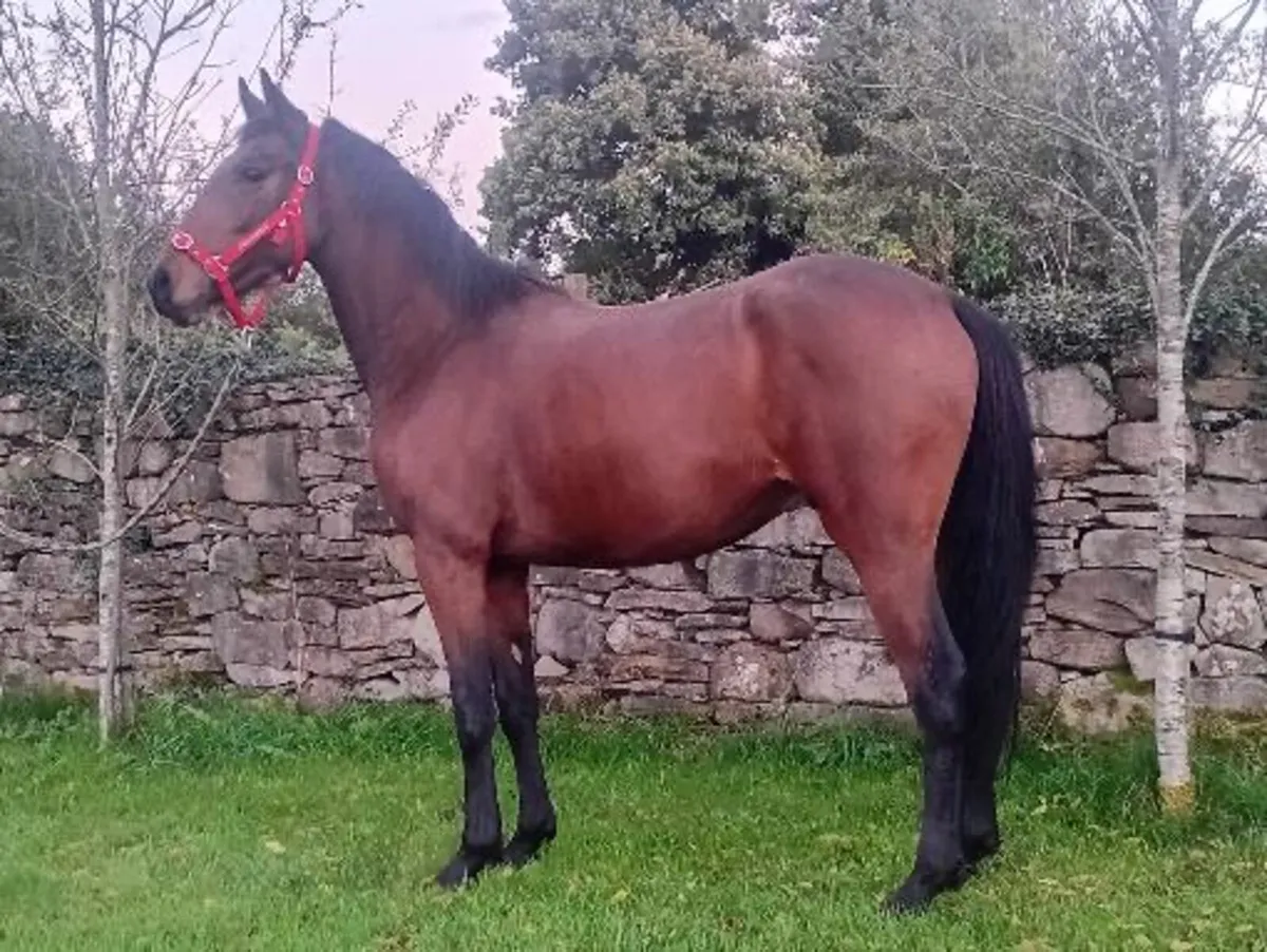 Tih filly and gelding - Image 1