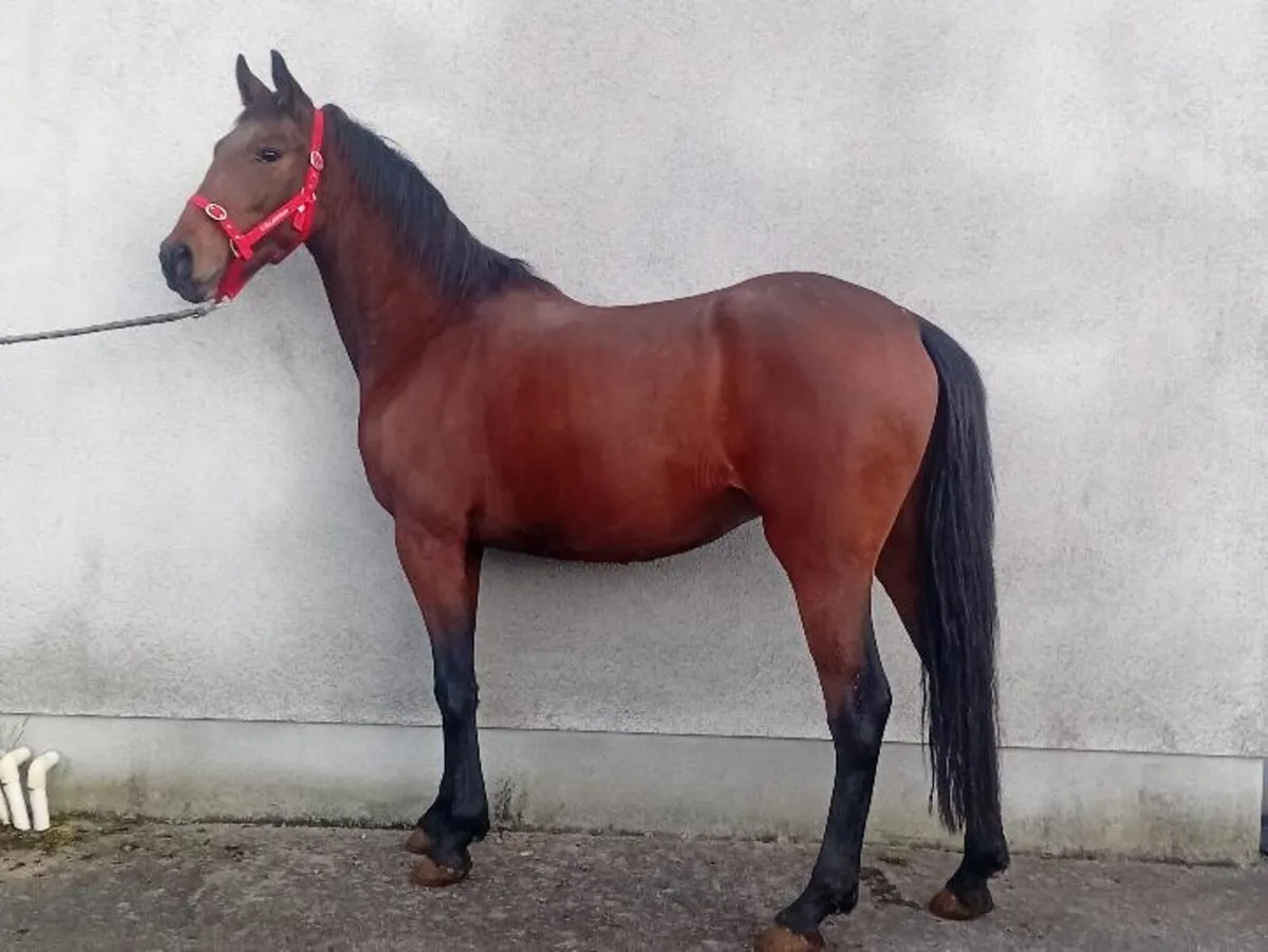 Tih filly and gelding - Image 3