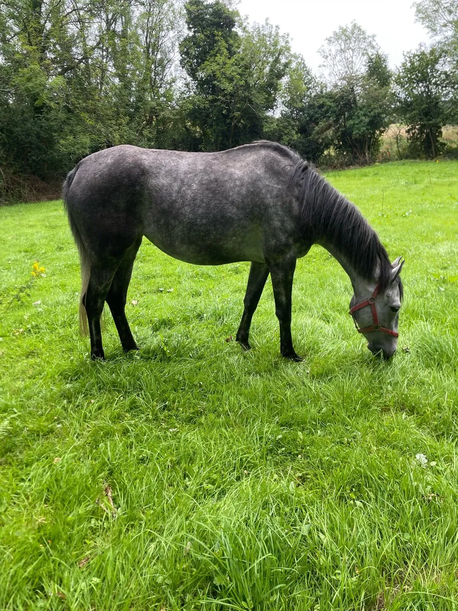 Tih filly and gelding - Image 4