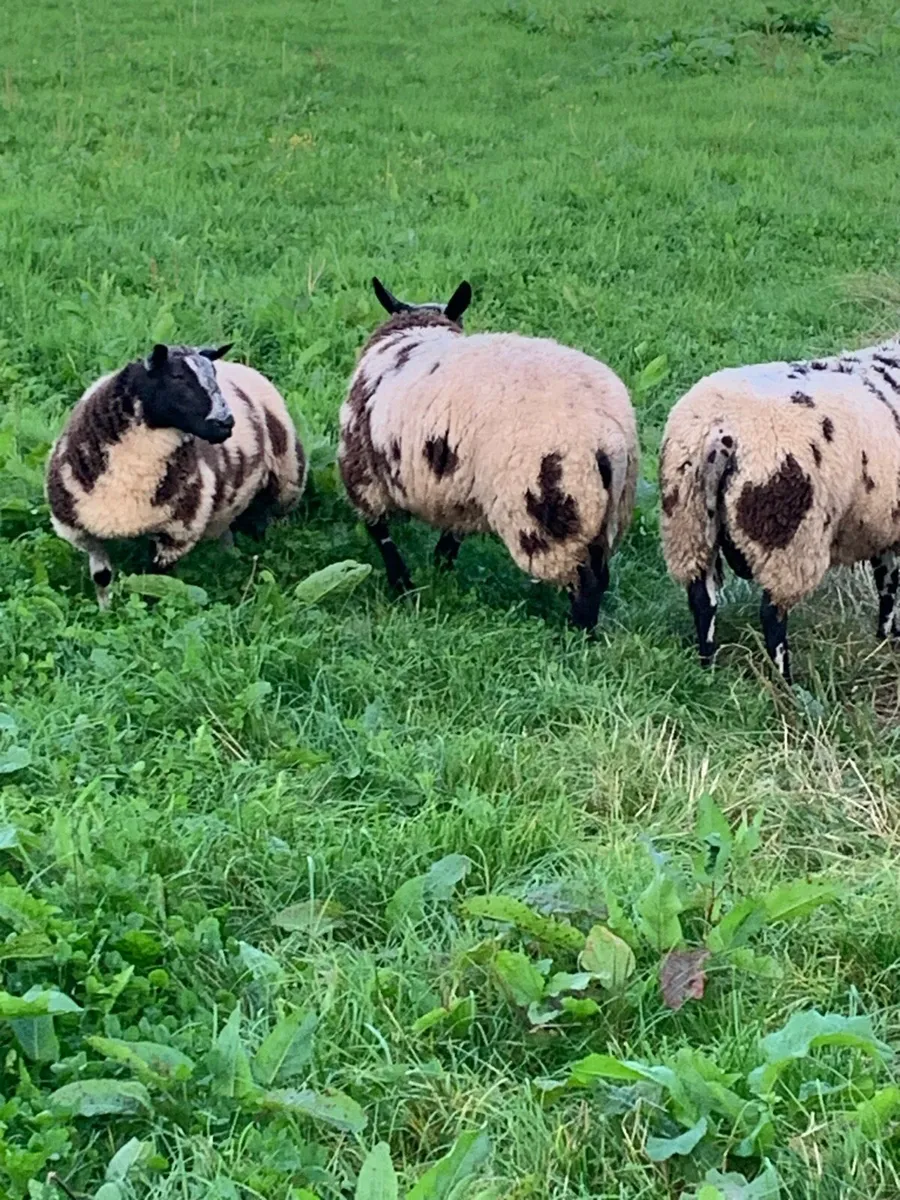 Dutch spotted rams