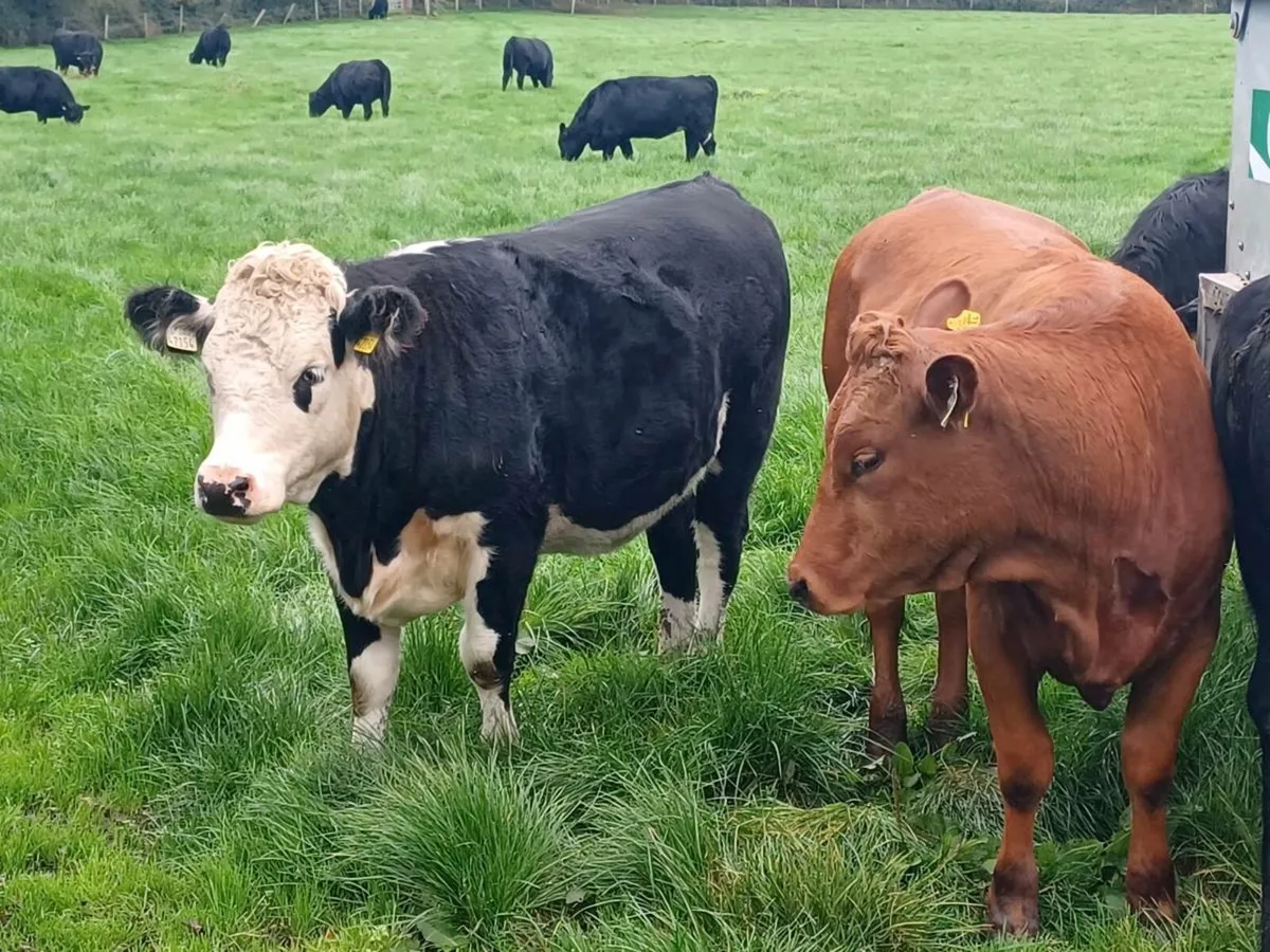 30x Heifers - Image 2