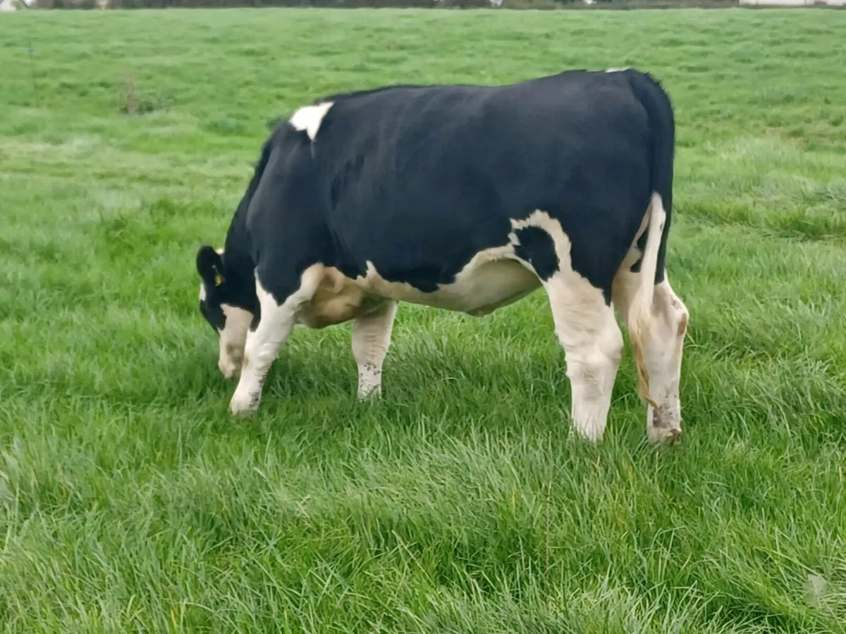 30x Heifers - Image 3