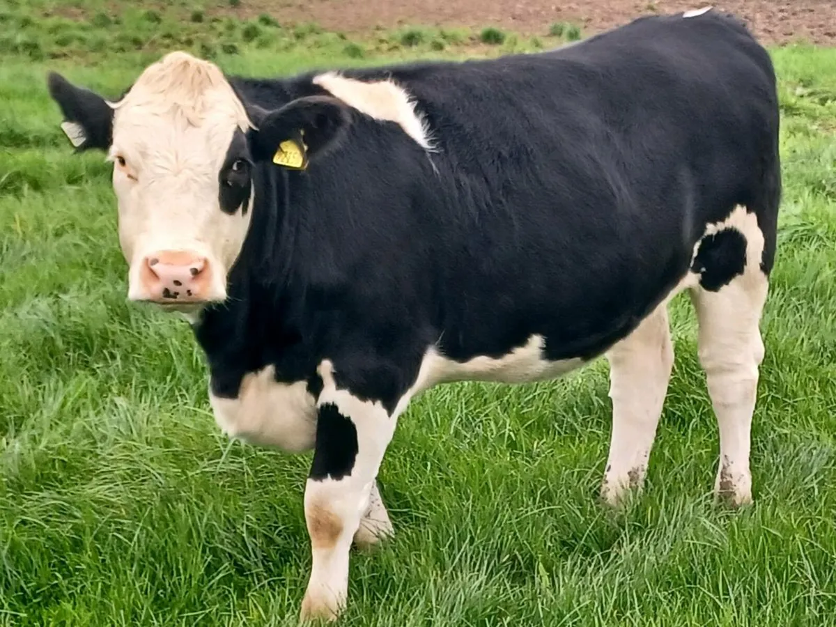 30x Heifers - Image 4