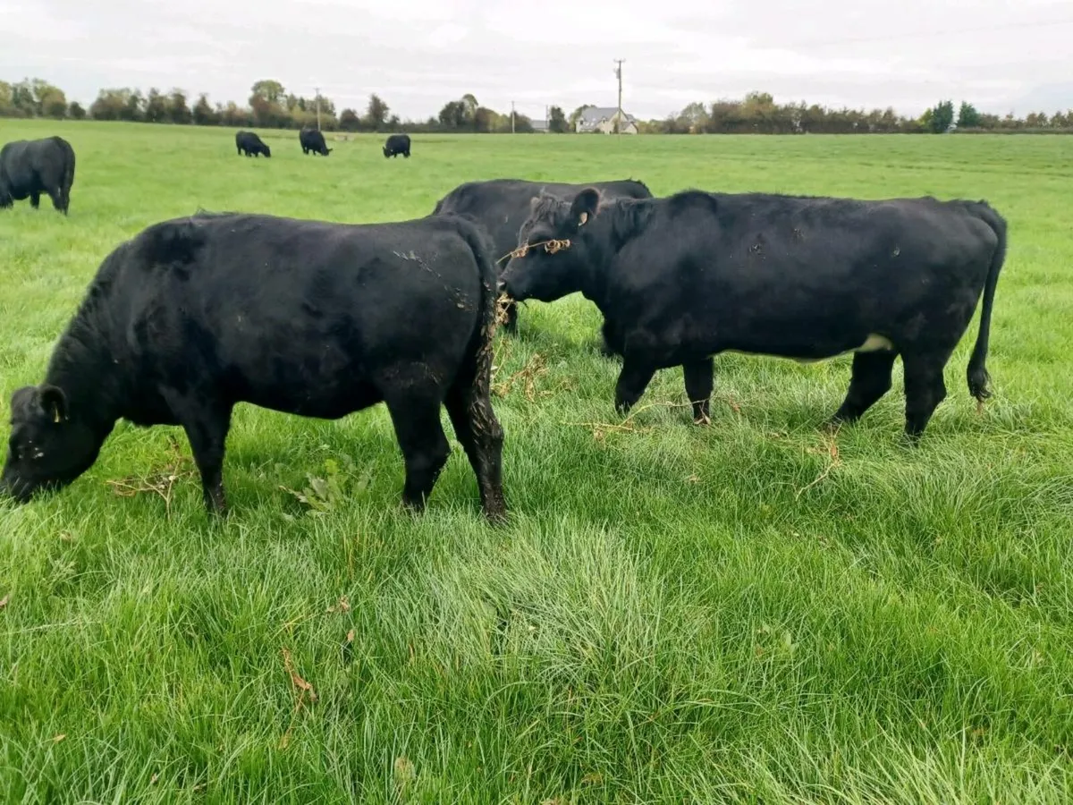 30x Heifers - Image 1