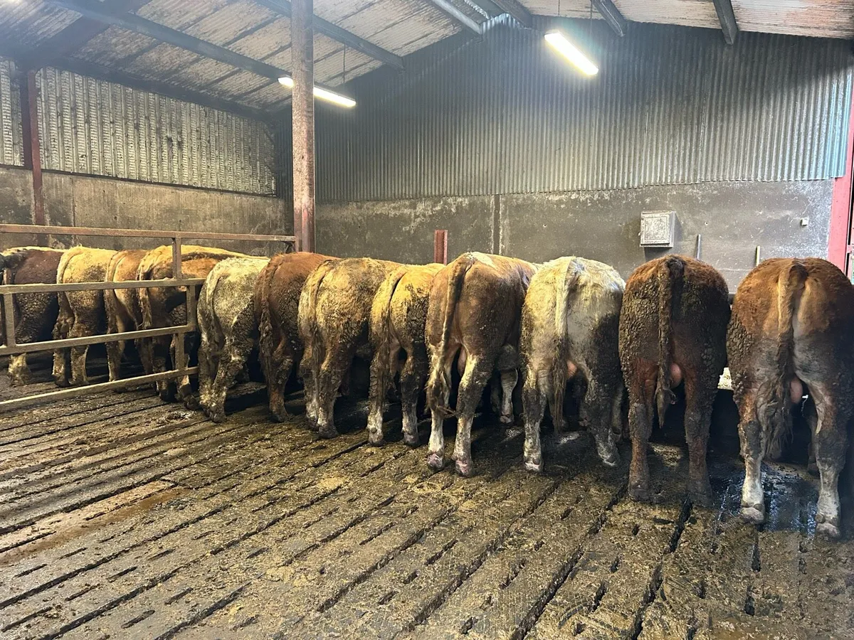 Bulls - Image 1