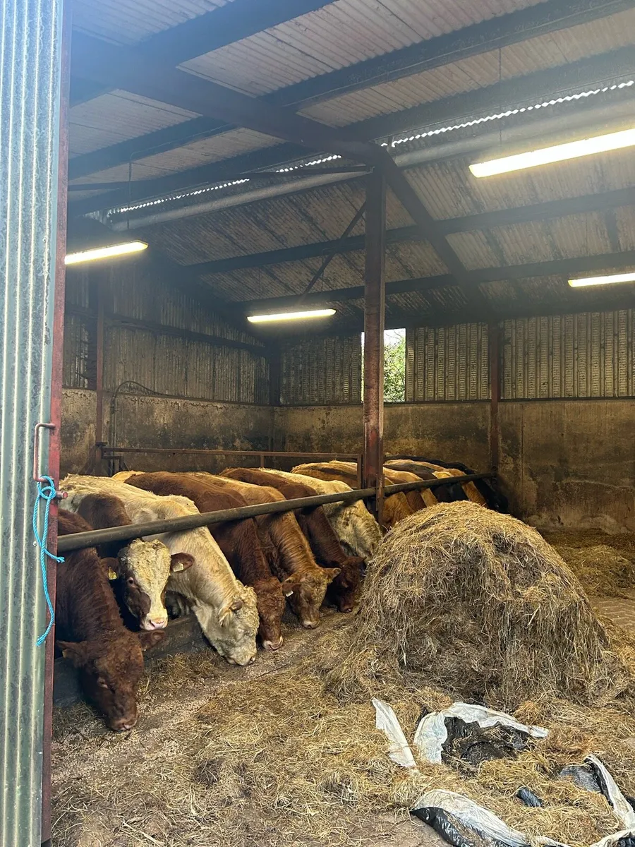 Bulls - Image 2