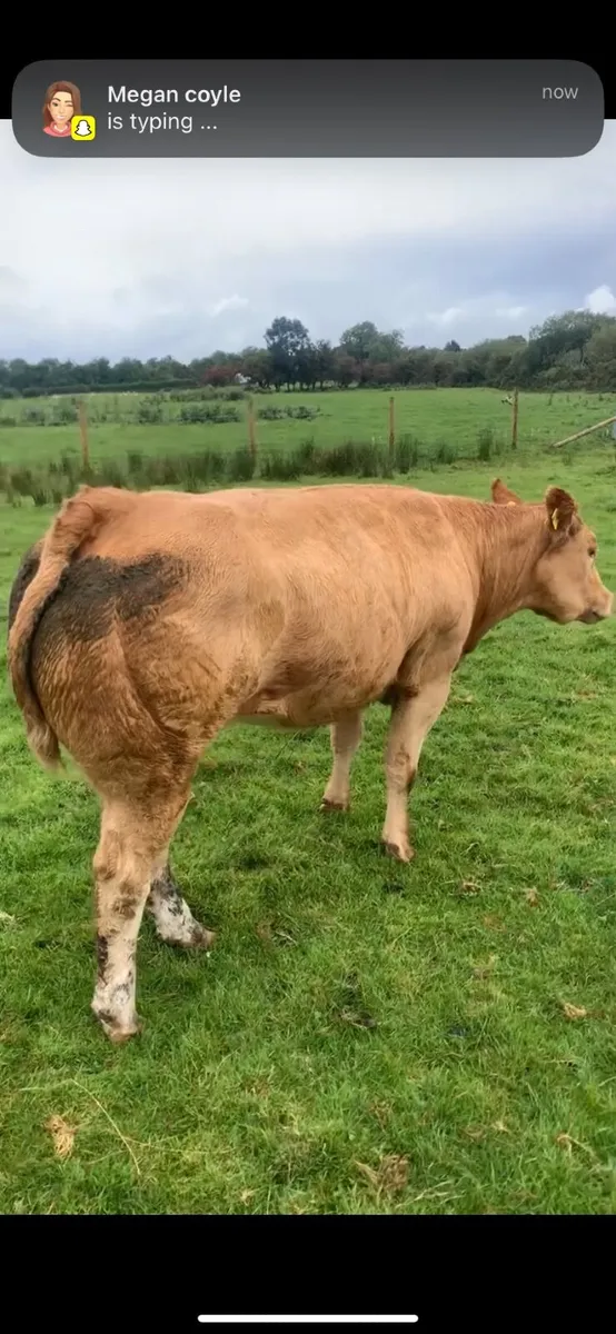 Show type Charolais heifer - Image 1
