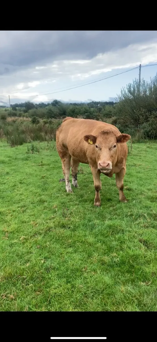 Show type Charolais heifer - Image 3