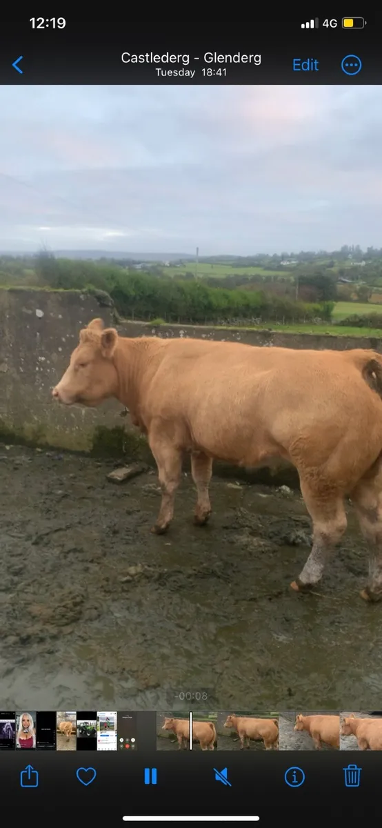 Show type Charolais heifer - Image 4