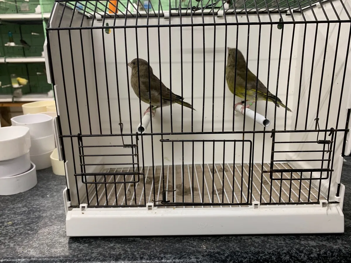 Birds - Image 1
