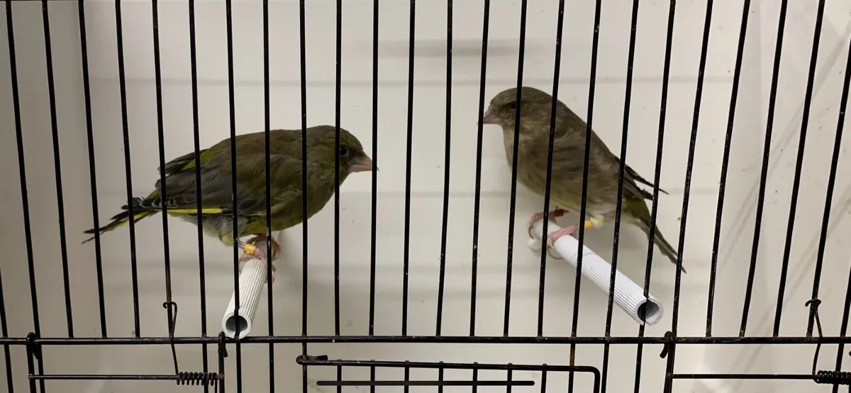 Birds - Image 2