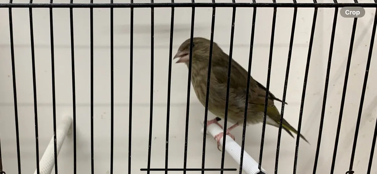 Birds - Image 3