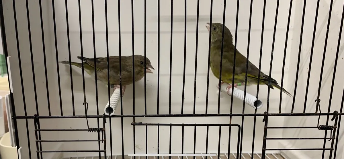 Birds - Image 4