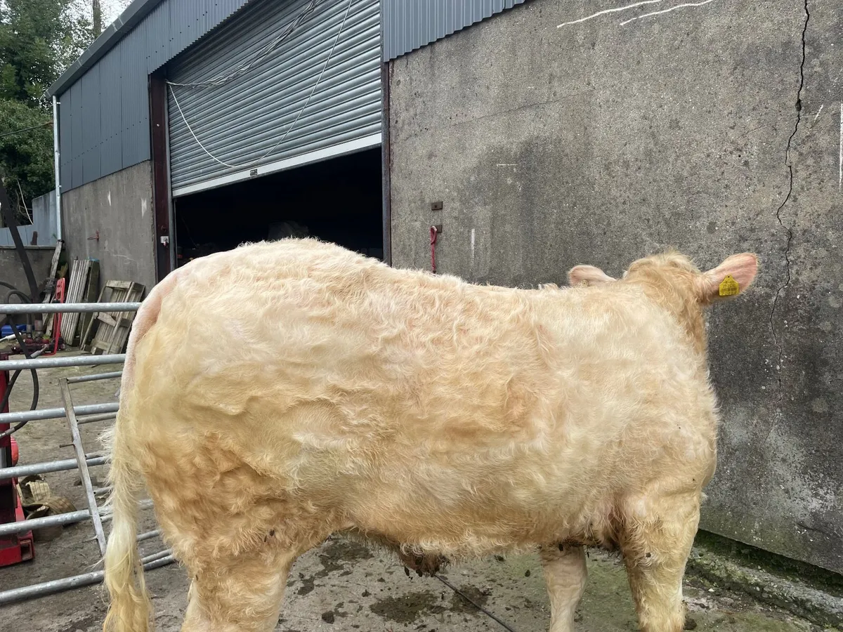 Elite heifer sale at Ballina mart this eve - Image 3