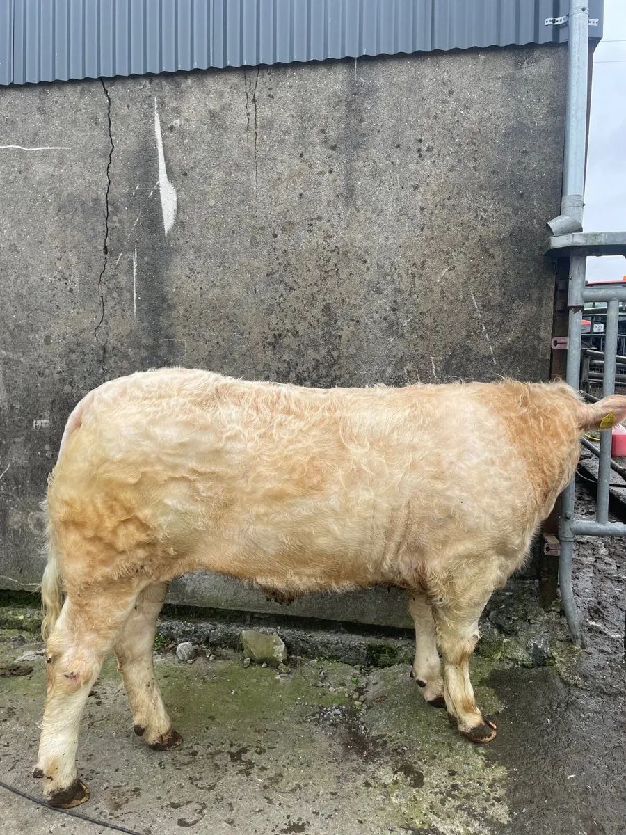 Elite heifer sale at Ballina mart this eve - Image 4