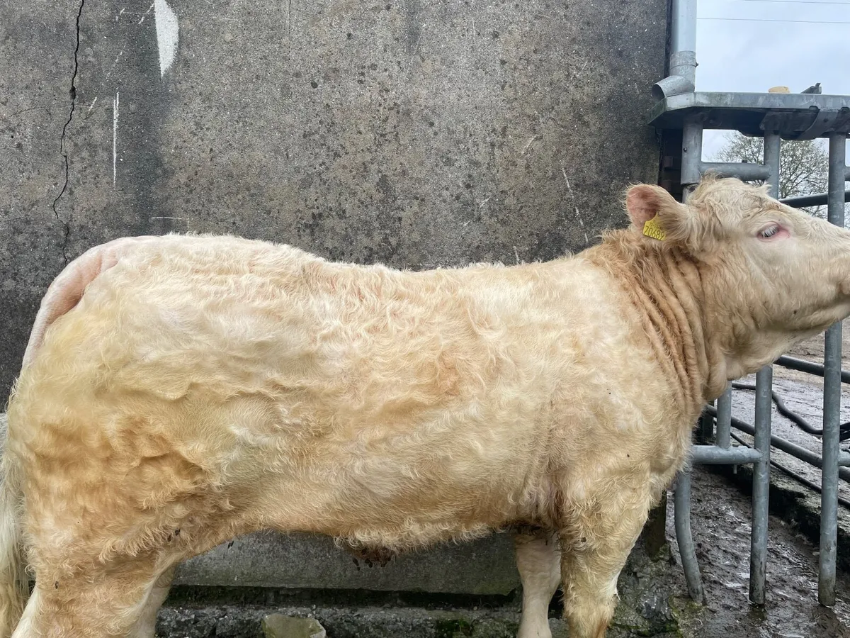 Elite heifer sale at Ballina mart this eve - Image 2
