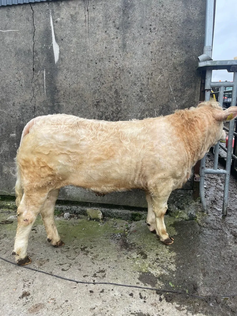 Elite heifer sale at Ballina mart this eve - Image 1