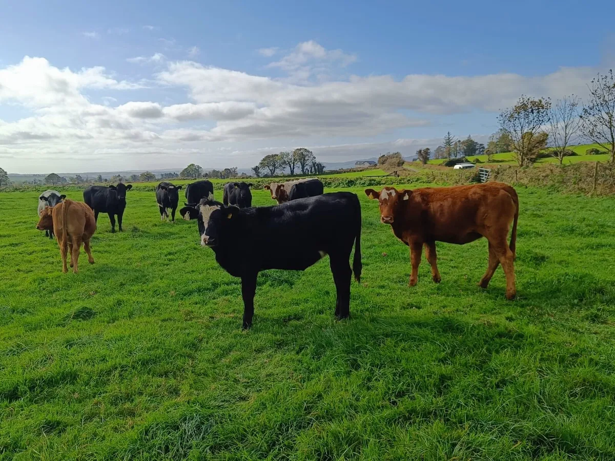 Heifers and weanling Bulls - Image 1