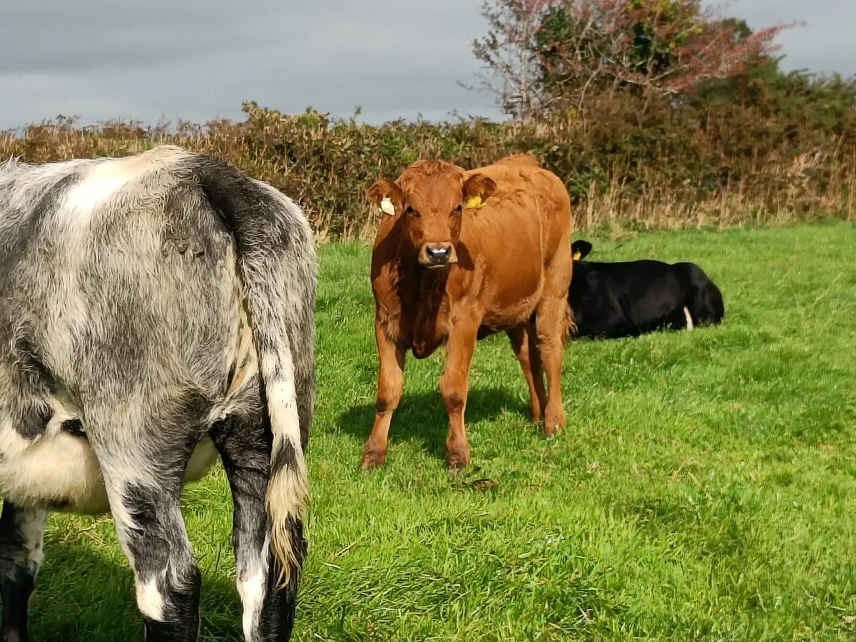 Heifers and weanling Bulls - Image 2